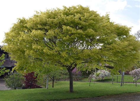 Zelkova serrata, Japanese Zelkova, Japanese Elm Kiwi Sunset